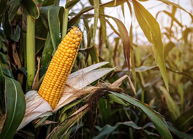 Researchers used brewery waste and NPS fertilizer to boost maize yield in Ethiopia