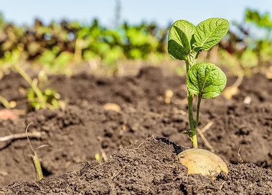Potato growers utilize AI for real-time nutrition monitoring