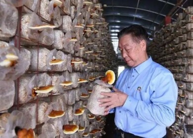 Experts advocate Juncao Technology for sustainable agriculture in Africa