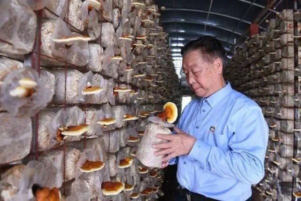 Experts advocate Juncao Technology for sustainable agriculture in Africa
