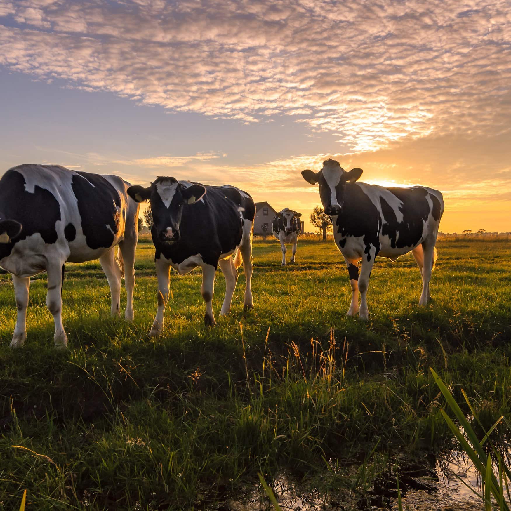 Innovative electrode technique extracts fertilizer from manure