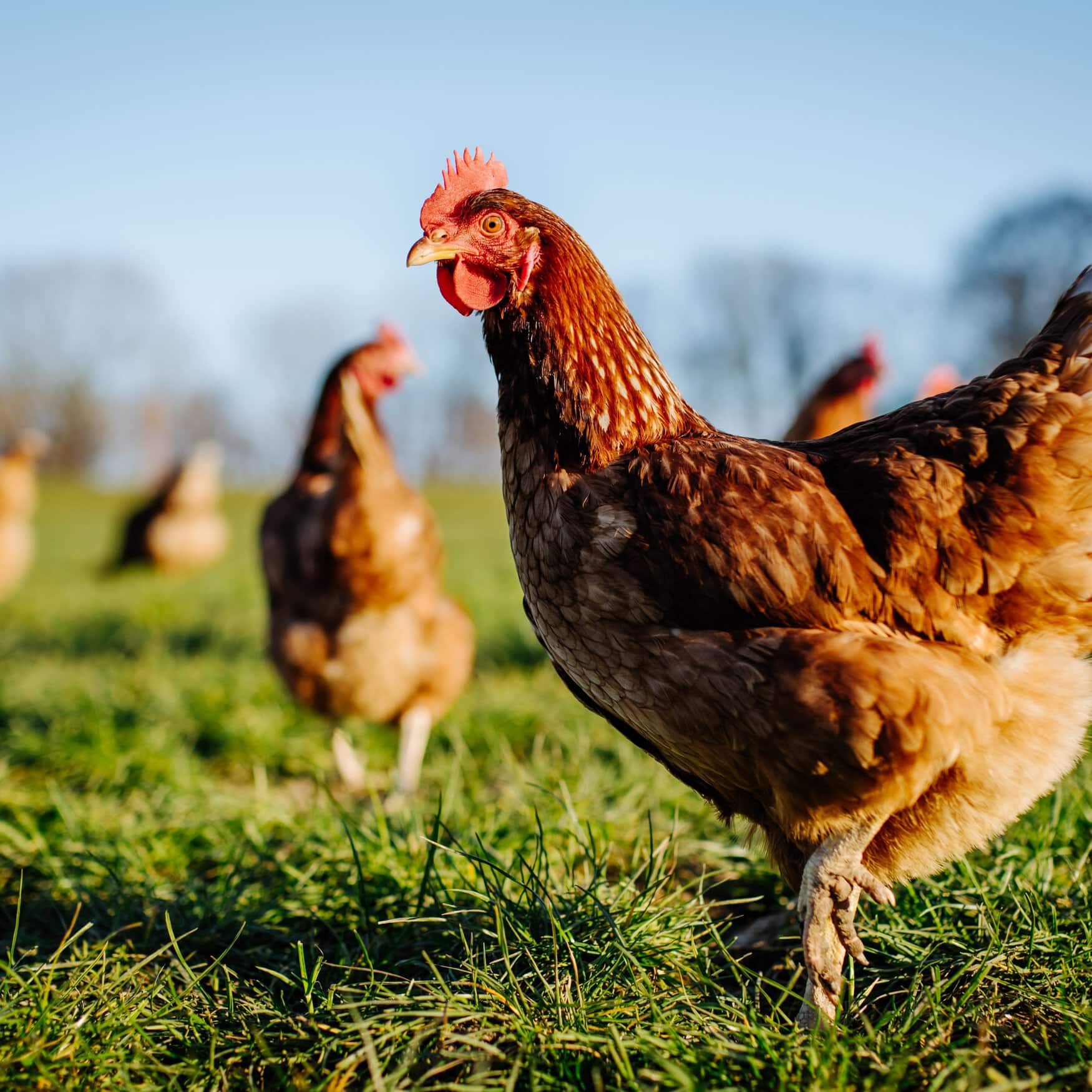 Pakistan Poultry Association forges a partnership with its US peer