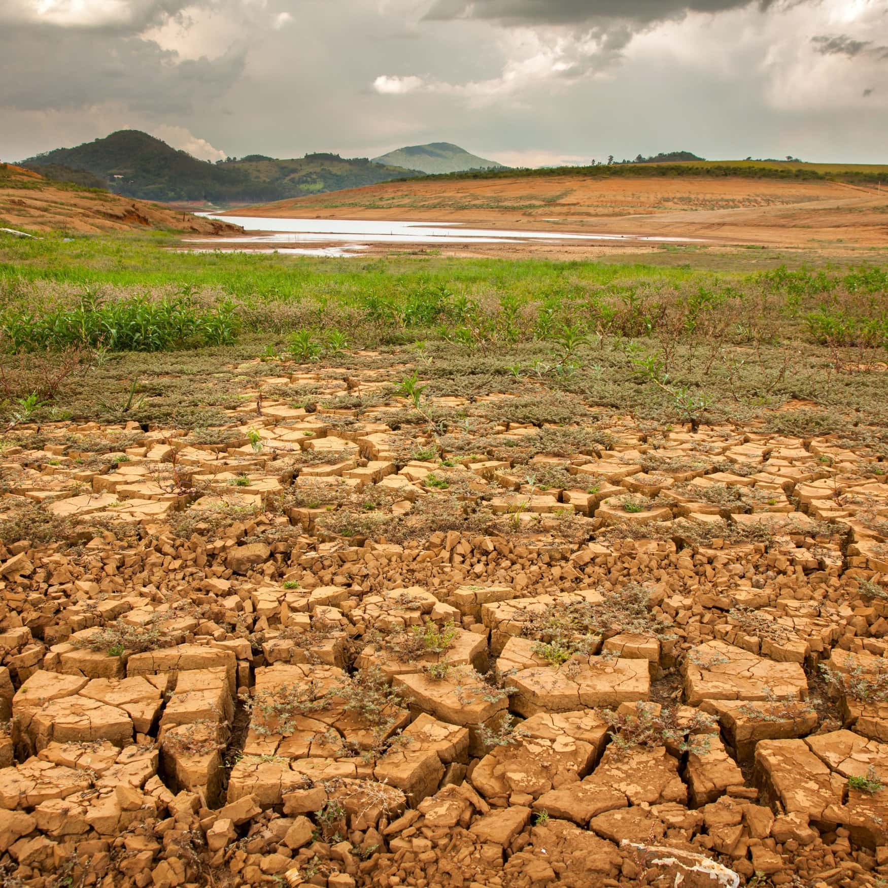 Brazilian drought slows fertilizer purchases, affecting global suppliers