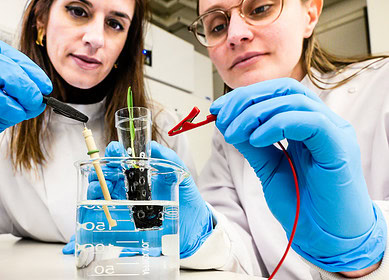 Scientists revolutionize plant growth through electrically conductive soil