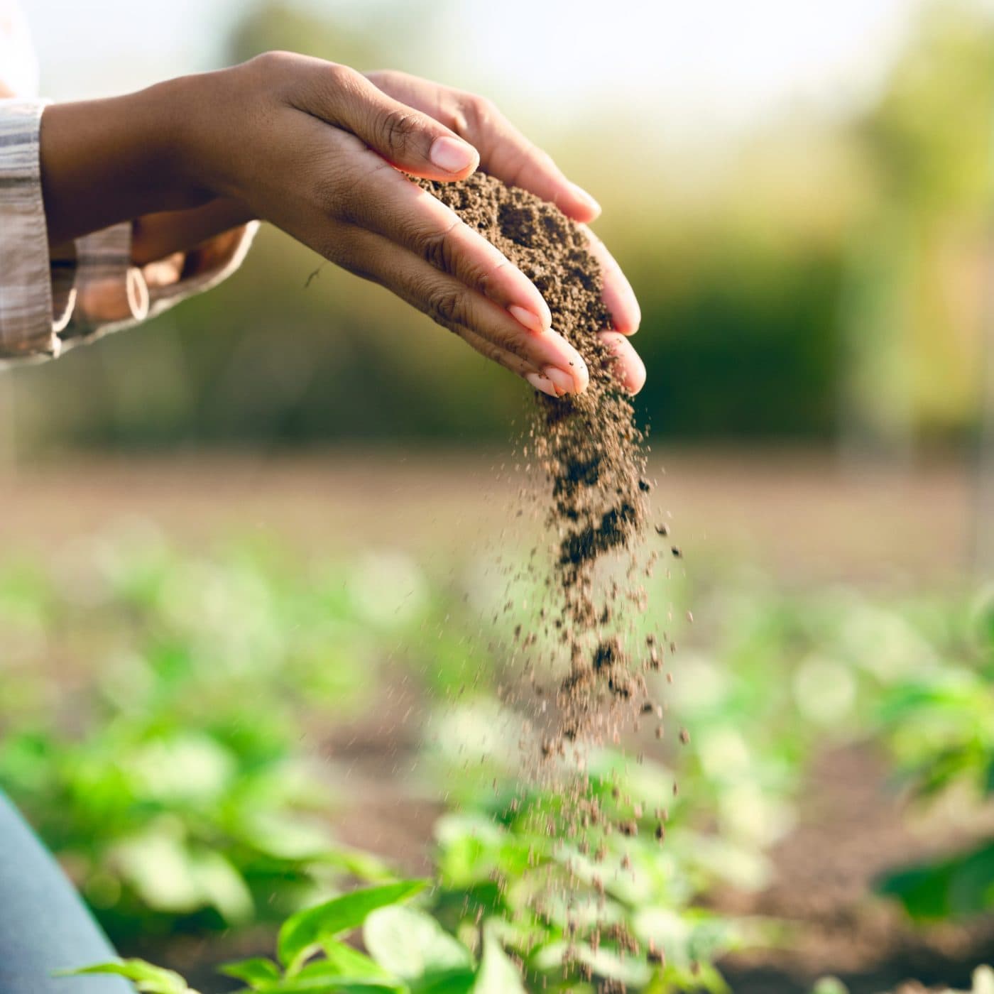 FAO welcomes US funding for soil fertility mapping projects