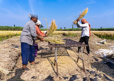 Escalating fertilizer costs trouble Pakistani farmers in Rabi season
