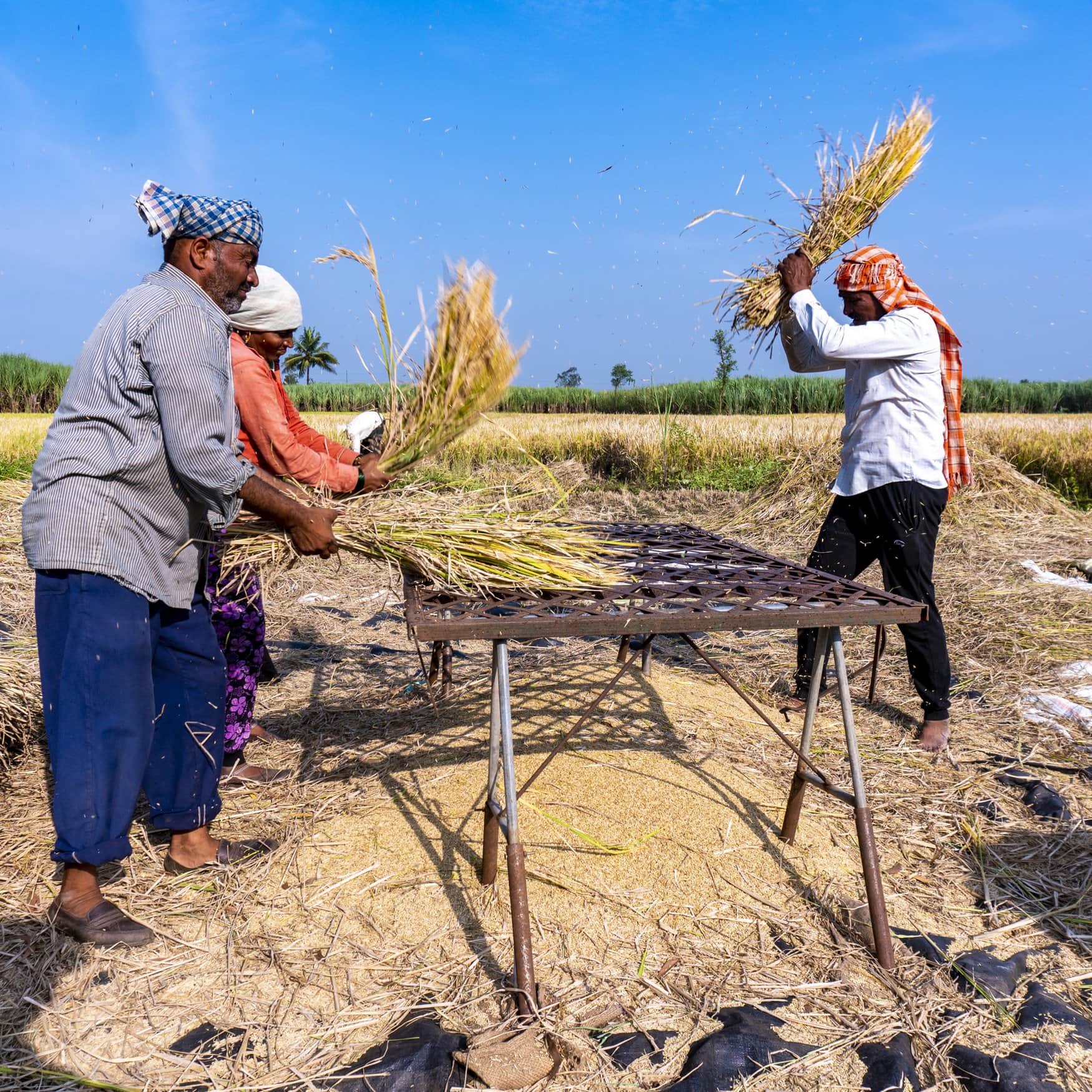 Escalating fertilizer costs trouble Pakistani farmers in Rabi season