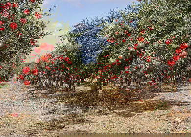 Emergency fund seeks to rebuild Israeli farming communities