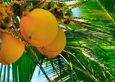 Sri Lanka’s fertilizer shortage causes coconut crisis