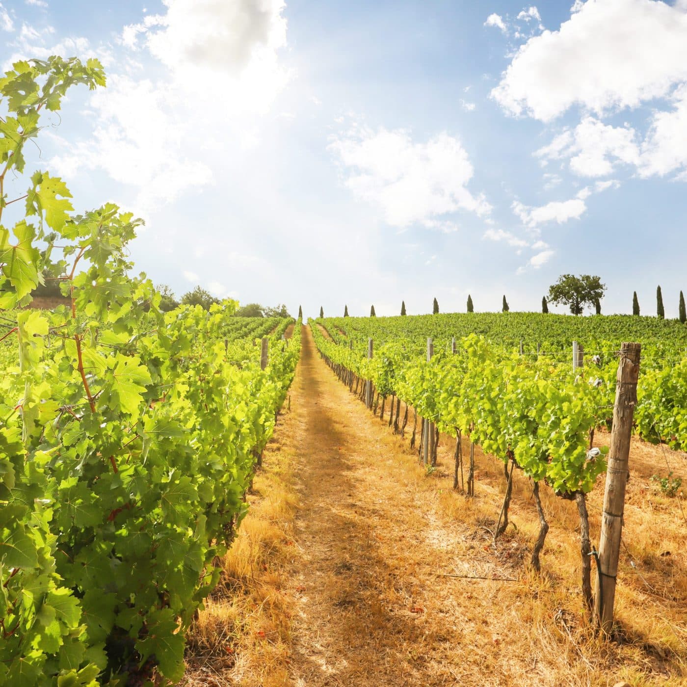 Yara acquires organic fertilizer business Agribios Italiana