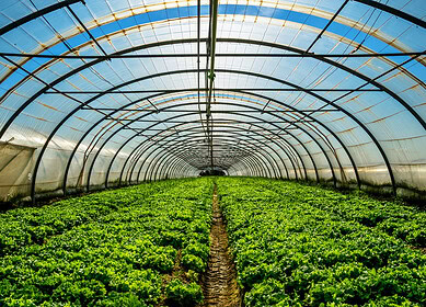 Elevated nitrous oxide emissions detected in greenhouse vegetable farms