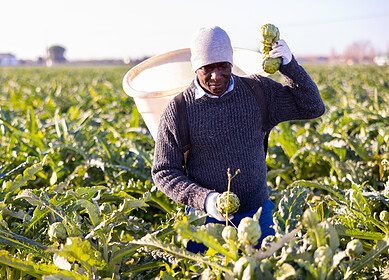 Swedfund boosts Kenyan agriculture with pivotal support for smallholder farmers