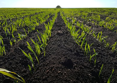 Ag-tech startup Inari raises $103mn in latest funding round