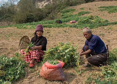 Nepal bolsters agricultural sector with significant urea import to kick off 2024