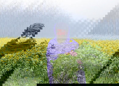 India may launch three bio-fertilizer testing labs in Punjab