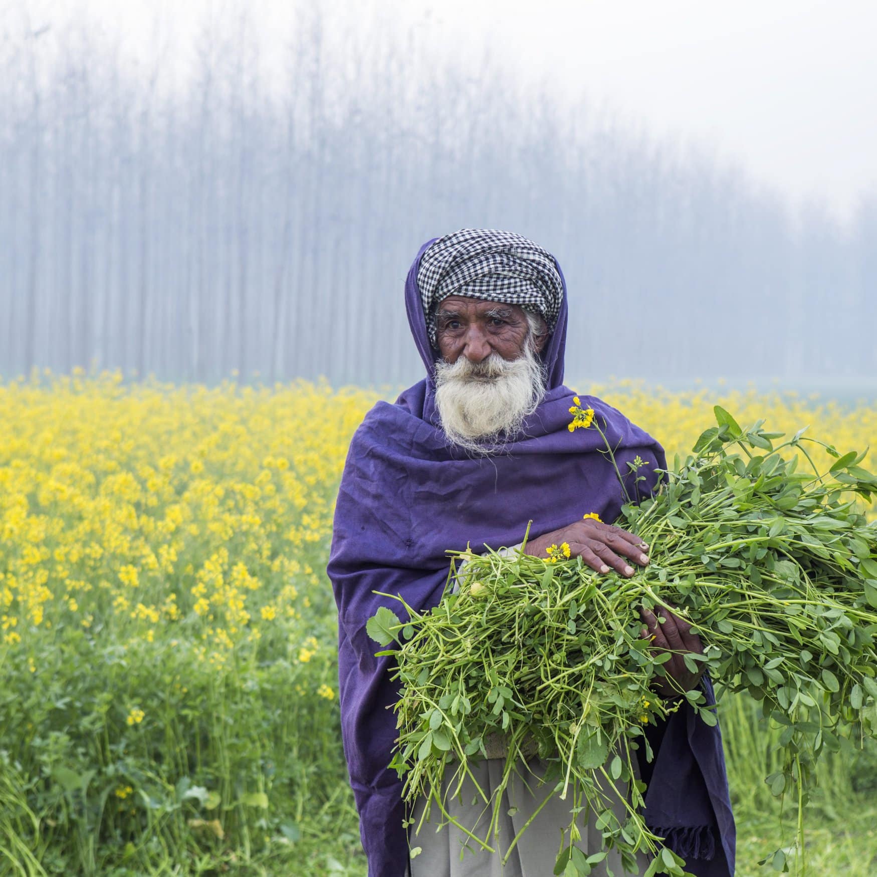 India may launch three bio-fertilizer testing labs in Punjab