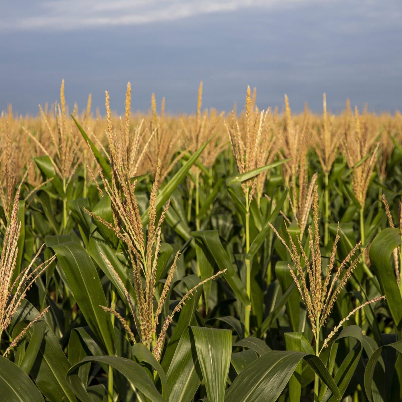 Brazil’s total fertilizer demand to reach 46 million tonnes in 2024 – Mosaic