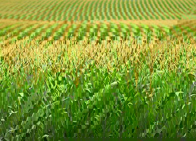 CHS to build fertilizer storage facility in Minnesota