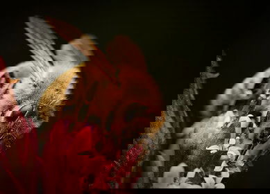 UK government criticized for ’emergency authorization’ of bee-killing pesticide