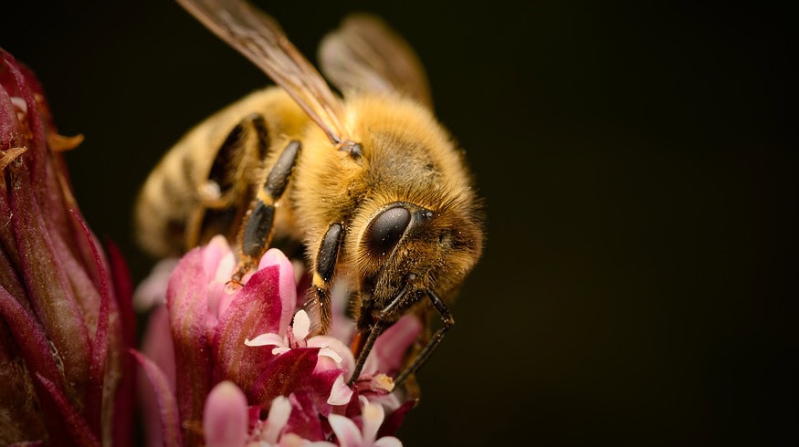 UK government criticized for ’emergency authorization’ of bee-killing pesticide