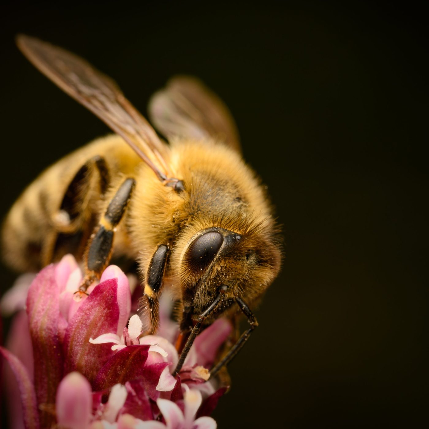 UK government criticized for ’emergency authorization’ of bee-killing pesticide