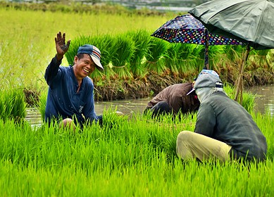 Philippines’ Department of Agriculture initiates new rice cultivation strategies