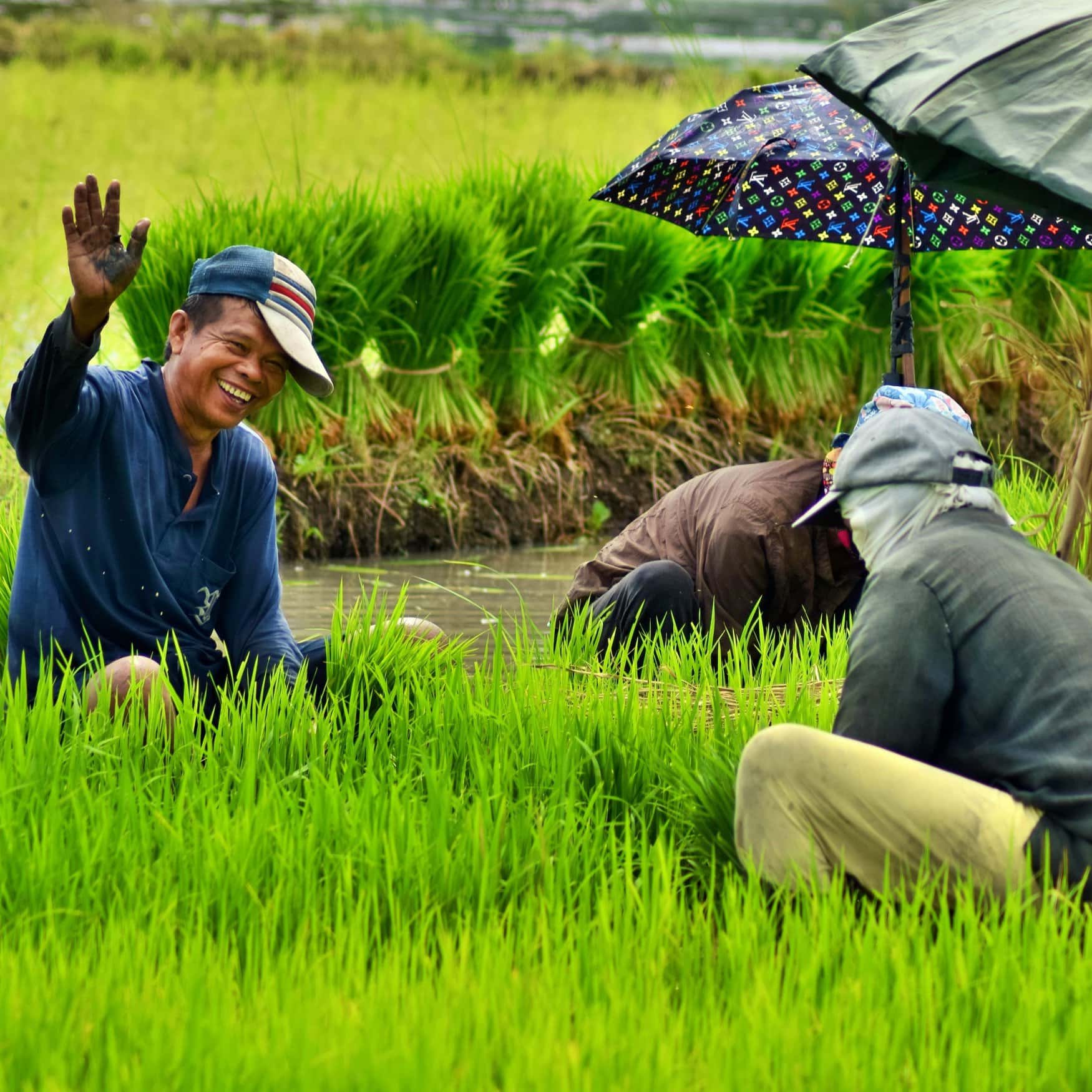 Philippines’ Department of Agriculture initiates new rice cultivation strategies