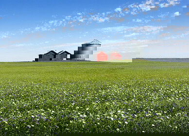 El Niño’s prolonged impact shapes 2024 crop choices