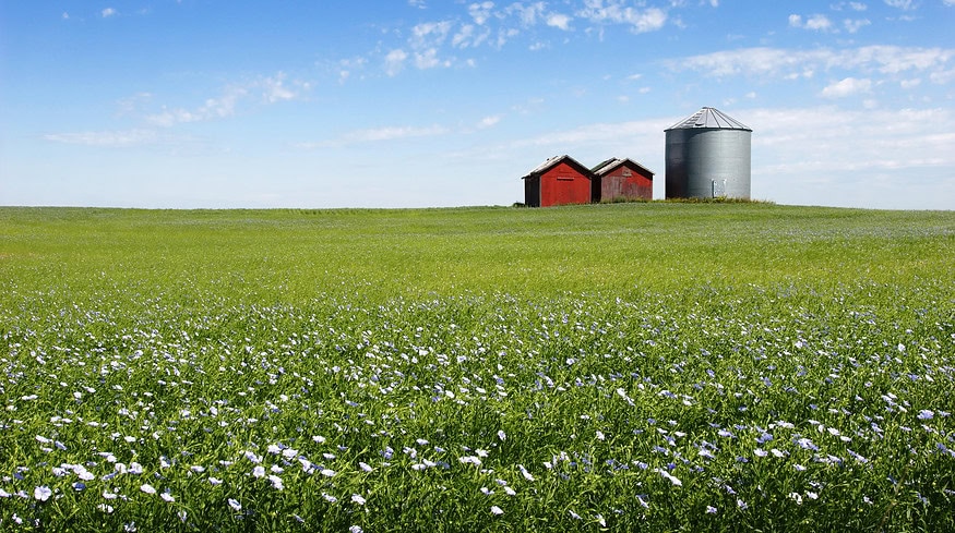 El Niño’s prolonged impact shapes 2024 crop choices