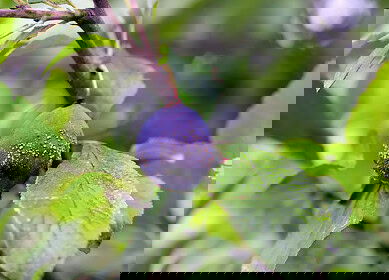 Syngenta and Enko announce fungicide discovery