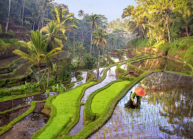 Indonesia plans to increase fertilizer subsidies for 2024