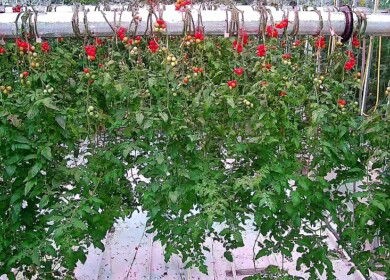 Biomic Agritech promotes upside-down tomato cultivation