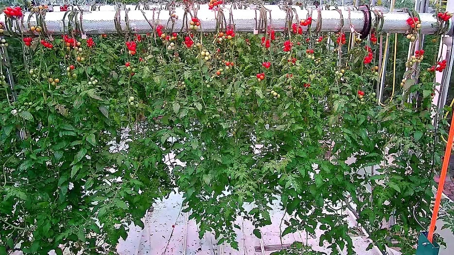Biomic Agritech promotes upside-down tomato cultivation