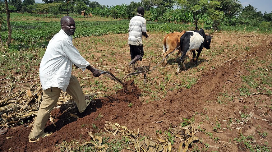 Bangladesh to explore agricultural farming in African countries