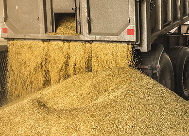 Poland could ban Russian agricultural imports – PM Tusk