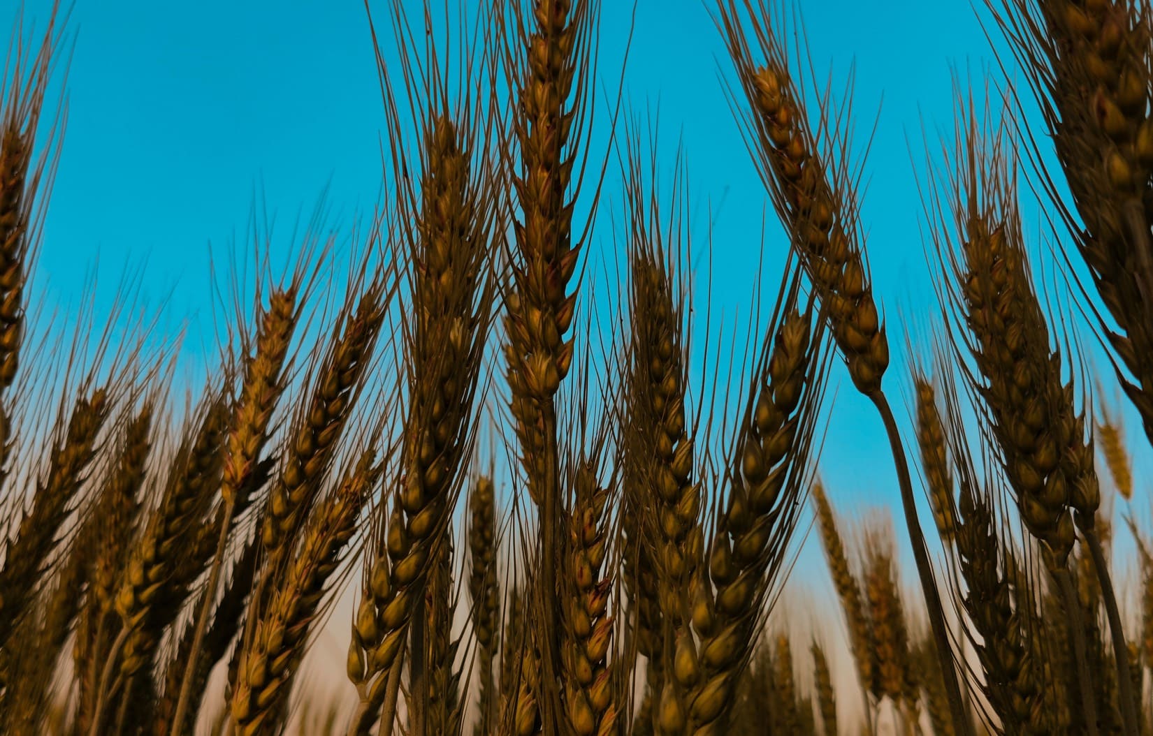 IFC and Descon seek to reduce post-harvest grain losses in Pakistan