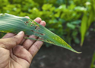 Syngenta and Lavie Bio to develop novel bio-insecticide