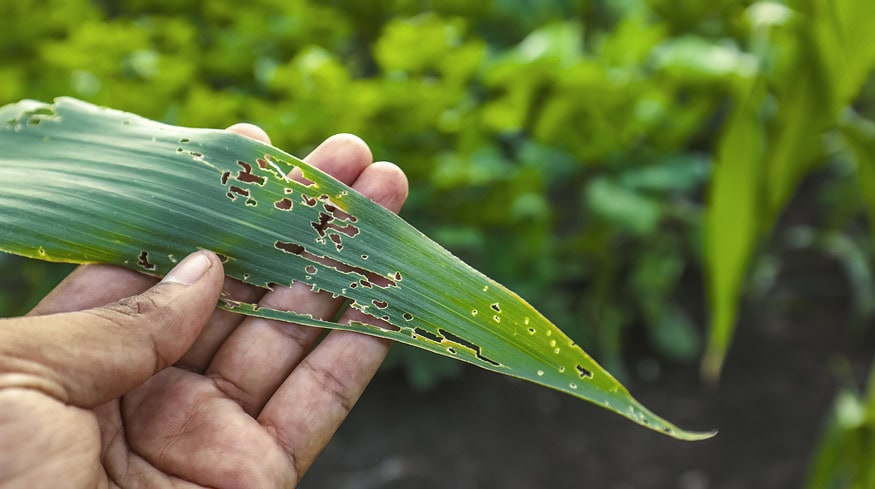Syngenta and Lavie Bio to develop novel bio-insecticide