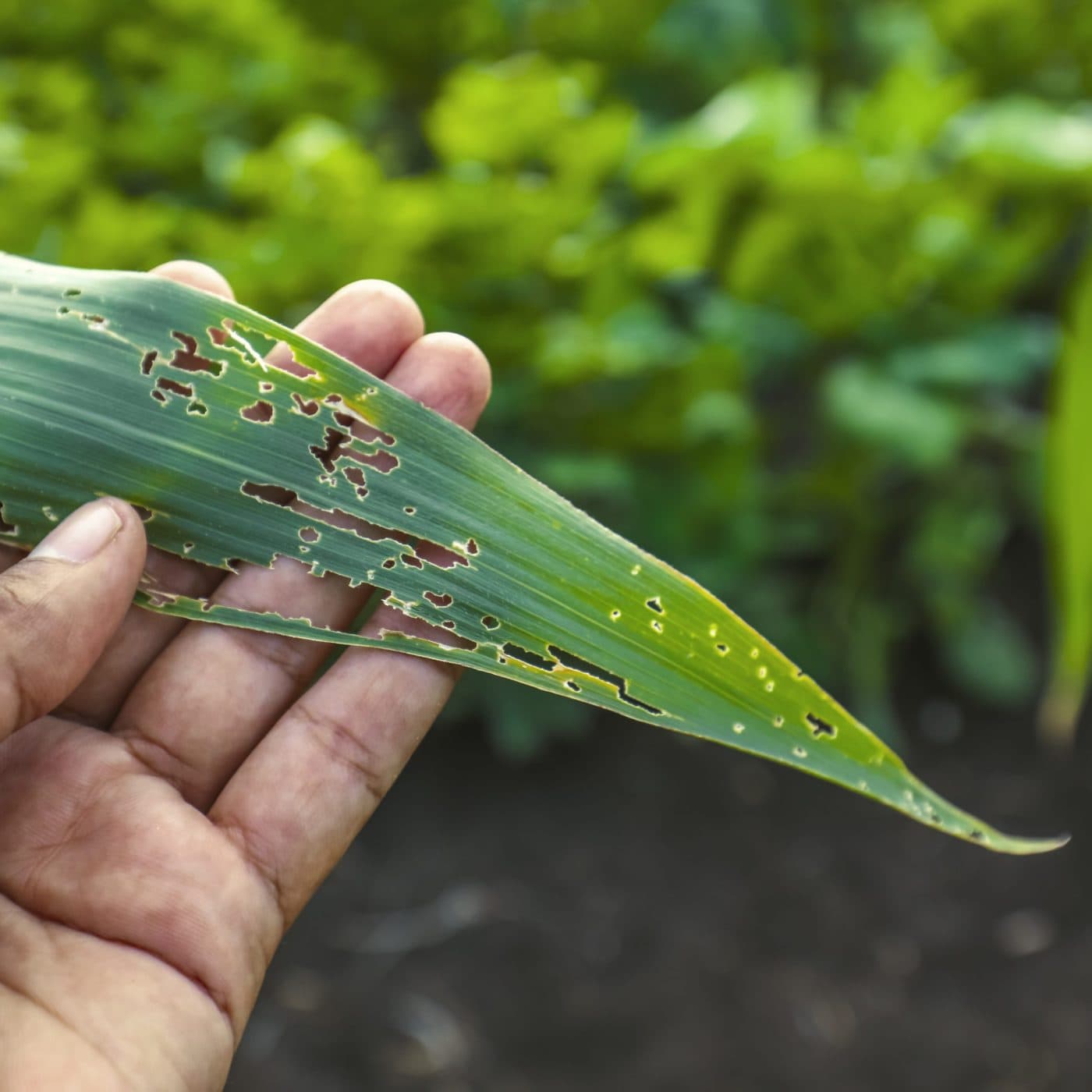 Syngenta and Lavie Bio to develop novel bio-insecticide