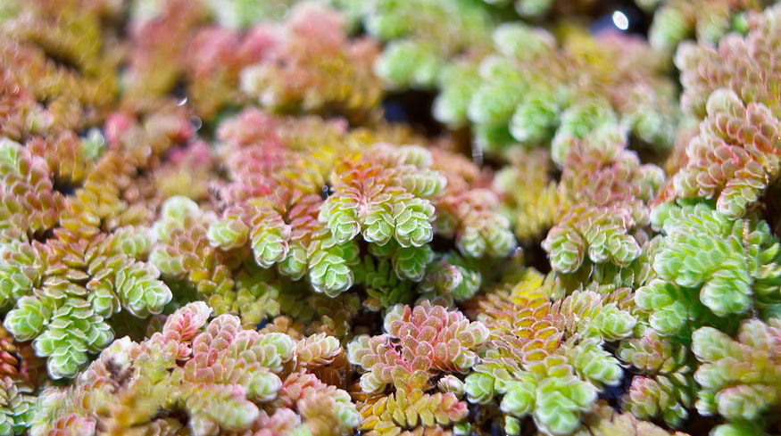 Scientists say common plant could help to tackle food insecurity