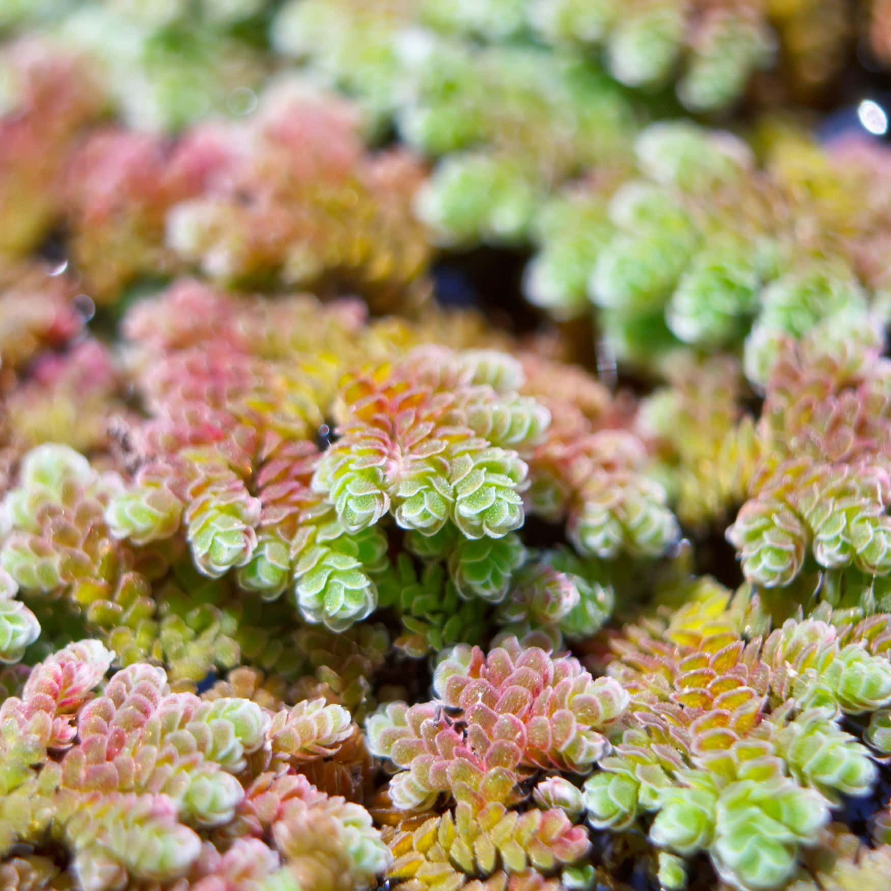 Scientists say common plant could help to tackle food insecurity