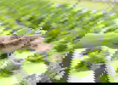 Iowa farmers experimenting with aquaponics