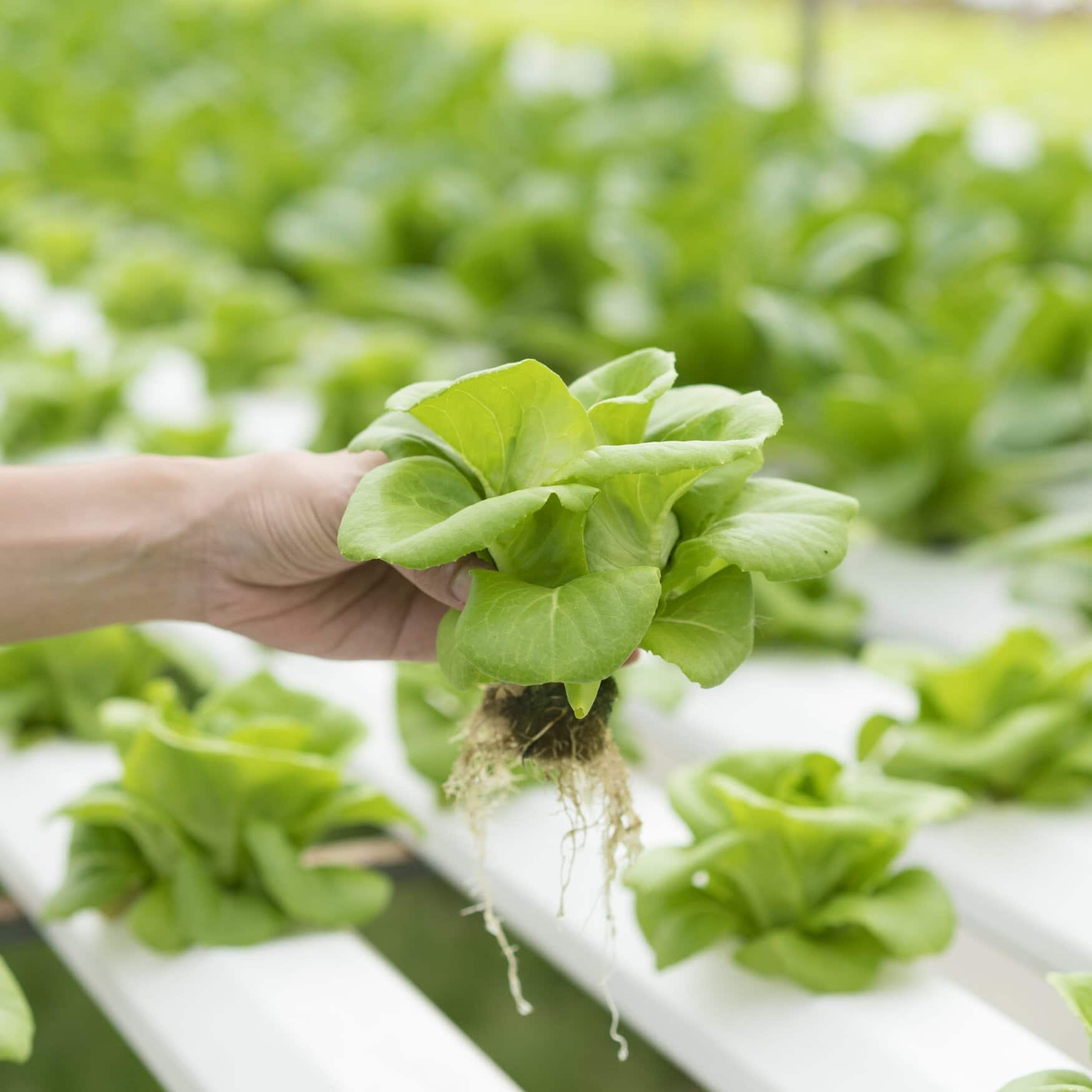 Iowa farmers experimenting with aquaponics