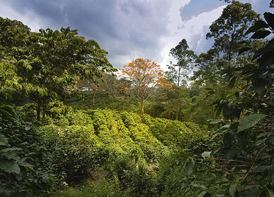 Atome hails progress on green fertilizer project in Costa Rica