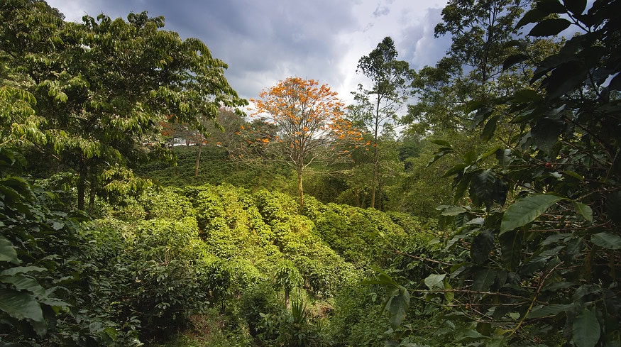 Atome hails progress on green fertilizer project in Costa Rica