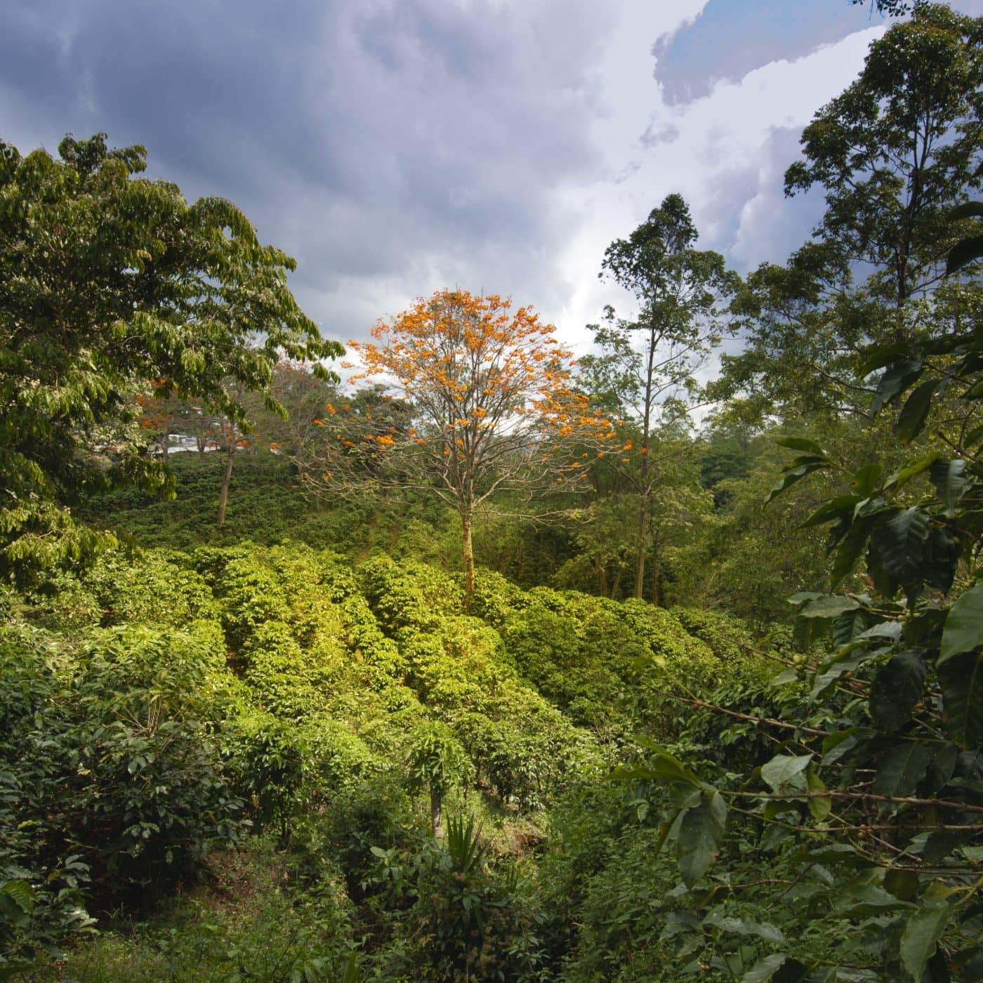 Atome hails progress on green fertilizer project in Costa Rica