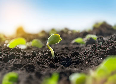 UK’s top agricultural research facility faces funding crisis – report