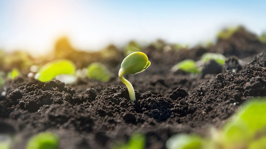 UK’s top agricultural research facility faces funding crisis – report