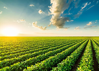 CF Industries appoints Christopher Bohn as EVP and COO