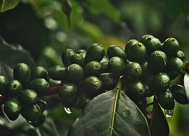 European import restrictions loom over Peruvian coffee